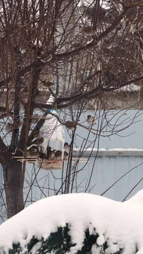Vertical handmade bird feeder from plastic bottle. Feeding birds in winter. Video stock 263012850