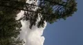 Vertical HD 30p - thunderhead builds up behind tall pine trees HD 동영상