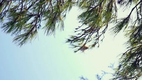 Vertical HD video of a mediterranean pine Video stock 155710888