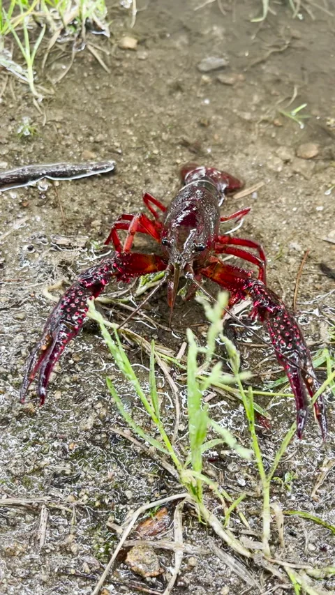 Vertical HD video of the red crayfish in its natural habitat in shallow water. Stock Footage 276163641