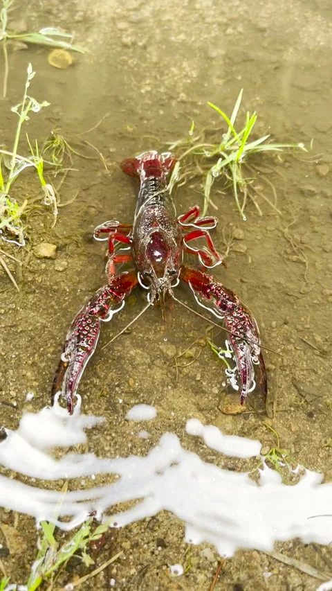 Vertical HD video of the red crayfish in its natural habitat in shallow water. Stock Footage 276922001