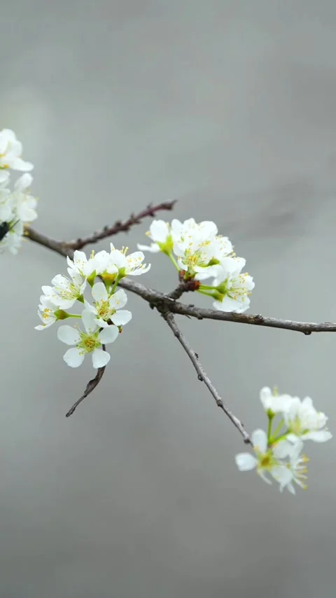 Vertical Healing Nature View of White Spring Flowers 库存影片 332748259