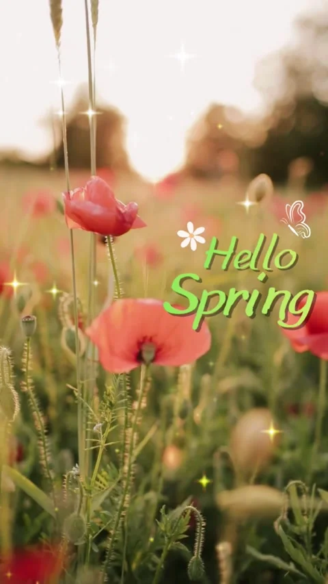 Vertical Hello Spring Text on Red Poppy Field with Sun Flare and Sparkles Stock Footage 331702593