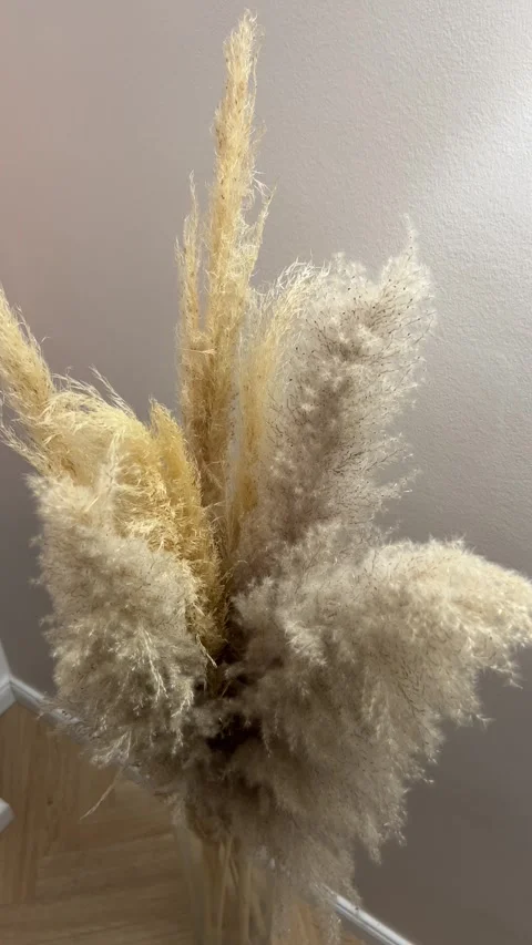 Vertical high angle close up of fluffy pampas grass bouquet texture detail Video stock 346488712