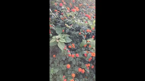 Vertical High Angle Shot of Beautiful Blooming Flowers Stock-Footage 336436746