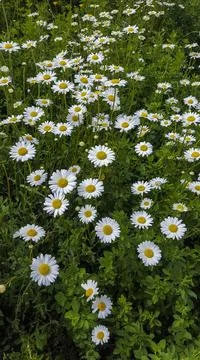 Vertical high angle shot of a daisy field captured during the daytime Stock Photos