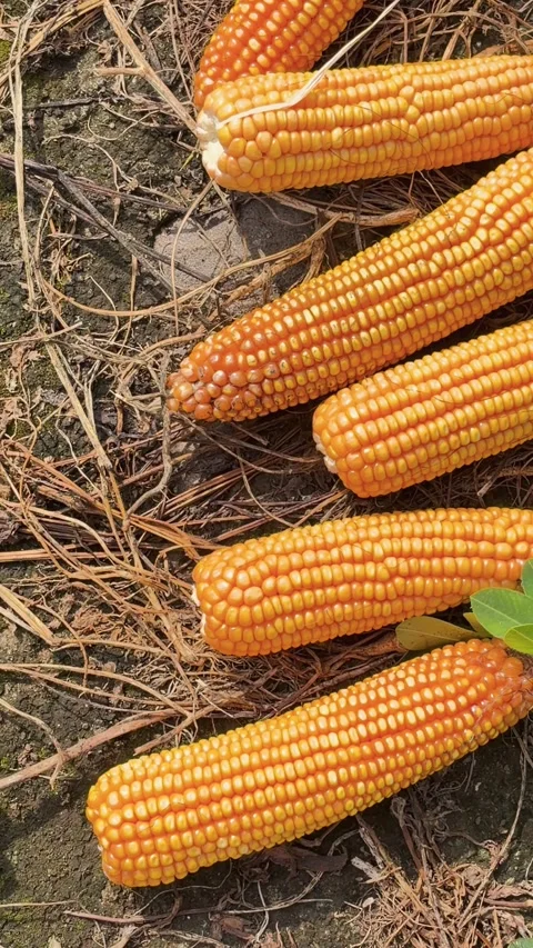 Vertical high angle shot of freshly husked yellow corn cobs lying Stock Footage 346012508