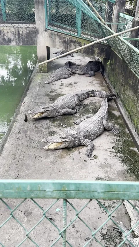 Vertical High-Angle Shot of Multiple Crocodiles Resting on Concrete Enclosure Vídeo Stock 345341796