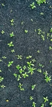 Vertical high angle shot of tiny green plants planted in a soil Stock Photos