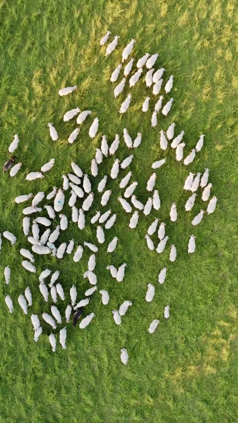 Vertical High Angle Top Down Drone Shot of White Sheep Gathering and Walking Stock Footage 339677372