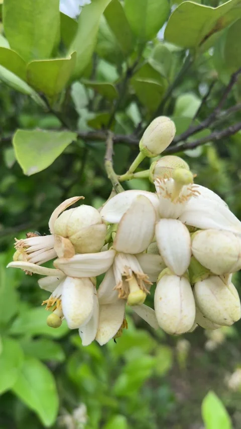 Vertical Honey Bee Pollinating Fragrant White Citrus Flowers Видео 334826757