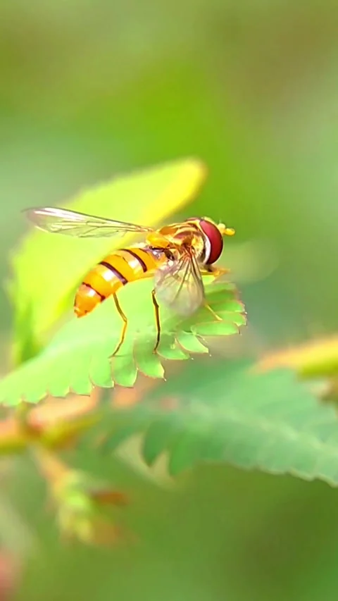 Vertical Hoverfly (Syrphidae) Perching on Green Leaf 2K Slow Motion Stock Footage 346303966