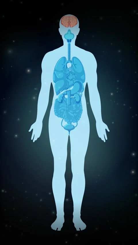 Vertical Human Anatomy Animation with Glowing Internal Organs and Particles Stock Footage 340194852