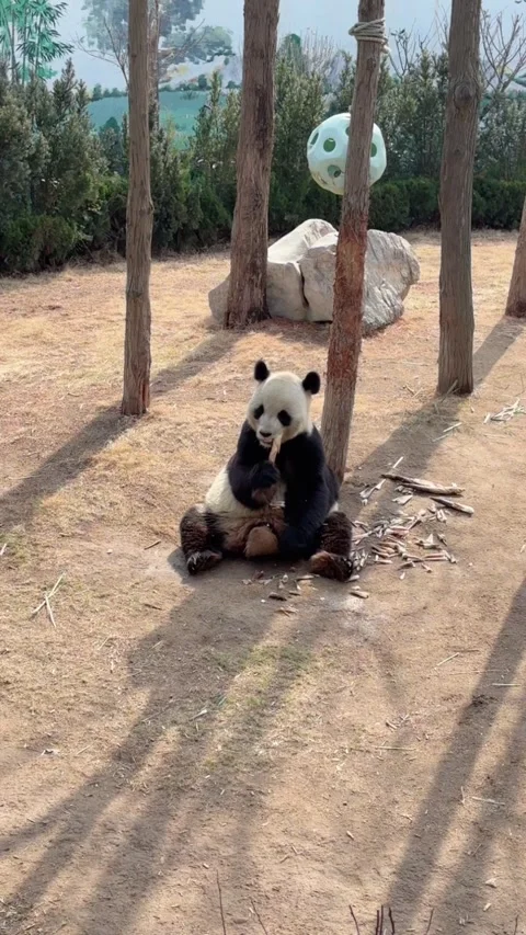 Vertical Hungry Giant Panda Having Bamboo Meal 库存影片 332687112