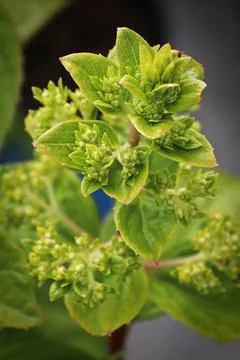 Vertical of a hydrangea plant with flower clusters forming Stock Photos