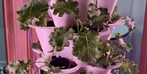 Vertical hydroponic growing system Stock-Fotos