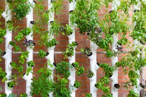 Vertical hydroponic system with aromatic herbs, basil, prezemulus. Organic ve Stock Photos