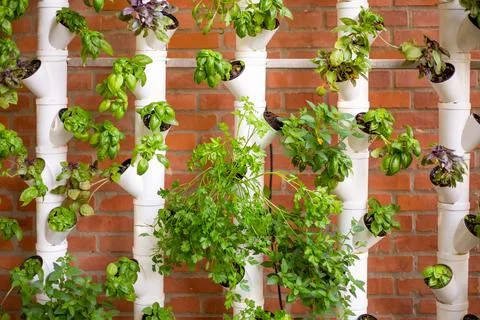 Vertical hydroponic system with aromatic herbs, basil, prezemulus. Organic 스톡 사진