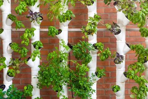 Vertical hydroponic system with aromatic herbs, basil, prezemulus. Organic Foto stock