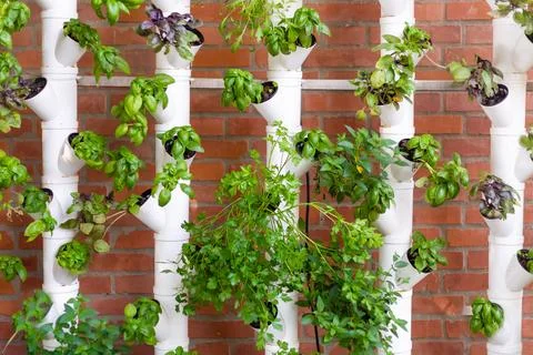 Vertical hydroponic system with aromatic herbs, basil, prezemulus. Organic Stock Photos