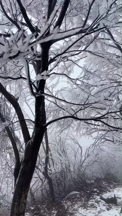 Vertical Hyperlapse of Fast Moving Clouds Behind Snow-Covered Branches Video stock 328064499