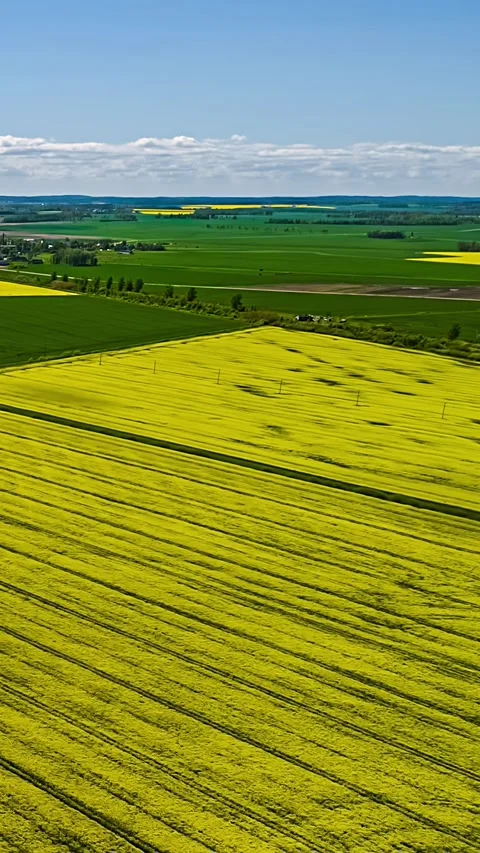 Vertical hyperlapse over yellow rapeseed and green wheat fields with lone 動画素材 337648937