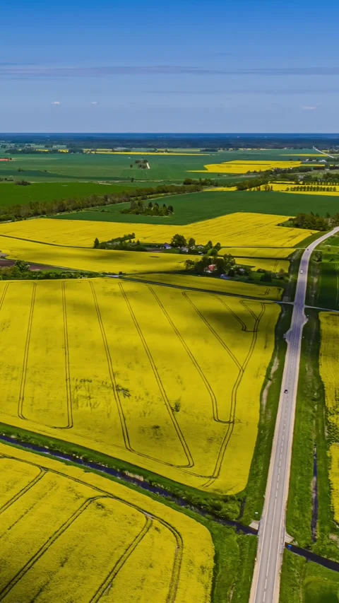 Vertical hyperlapse over yellow rapeseed and green crop fields in rural Latvia Stock Footage 337648966