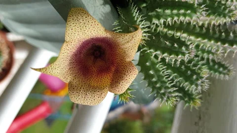 Vertical Hyperlapse Video Blooming Flower Of Huernia Succulent House Plant Stock Footage 157196314