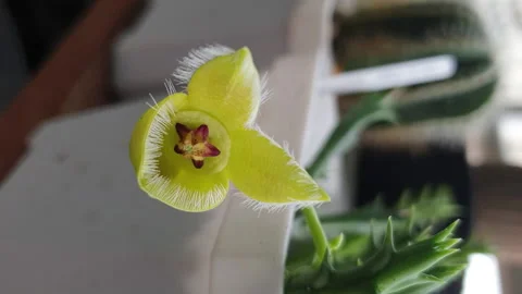 Vertical Hyperlapse Video Blooming Yellow Flower Of Succulent House Plant Stock Footage 157196356