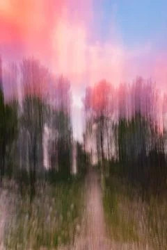 Vertical ICM Motion Blur Forest at Sunset Fotos de archivo