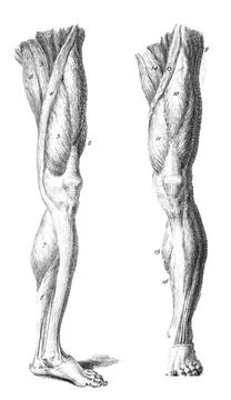 Vertical illustration of a human leg, specifically showing all of the muscles Stock Illustration