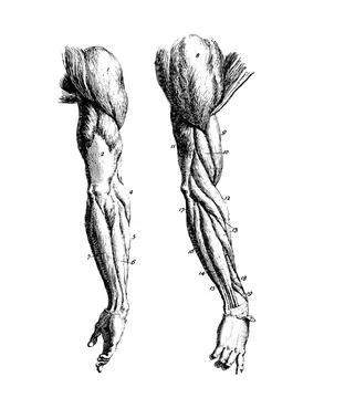 Vertical illustration of a human a, specifically showing all of the muscles Stock Illustration