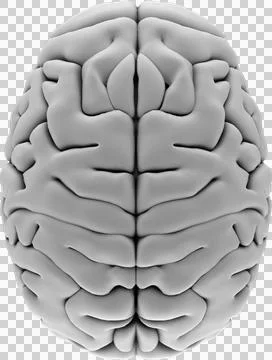Vertical image of 3d human brain from above Stock Illustration