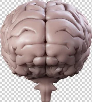 Vertical image of 3d human brain Stock Photos
