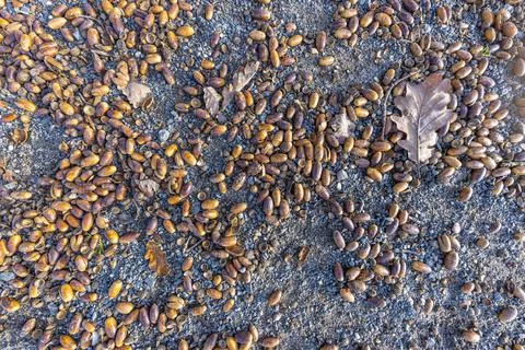 Vertical image of acorns lying on the ground Stock-Fotos