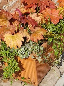 Vertical image of assorted red and orange heuchera foliage and ivy in pot Stock Photos