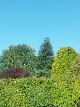 Vertical image of assorted trees beneath blue sky in summer Stock Photos