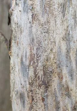 Vertical image of bare tree trunk showing detailed tracery in bark Stock Photos