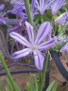 Vertical image of beautiful blue spring flowers in garden setting Stock Photos