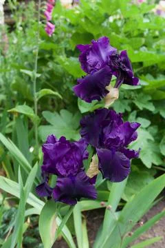 Vertical image of beautiful deep purple bearded irises and foliage Stock Photos