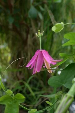 Vertical image of beautiful soft pink passion flower with green foliage Stock Photos
