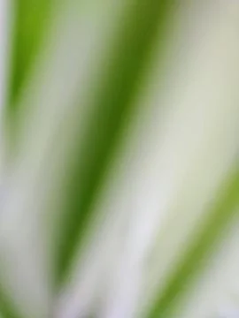 Vertical image with blurred green and white bokeh background. Stock Illustration