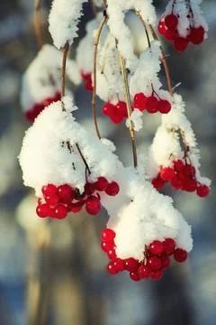 Vertical image with bright red berries on the tree branch in winter with snow Stock Photos