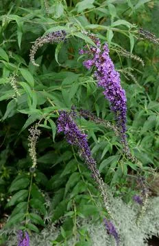 Vertical image of buddleiah bush with small pale purple flowers Stock Photos