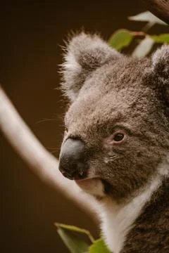 Vertical image of a close up portrait of a koala animal in an eucalyptus tr.. Stockfoto's