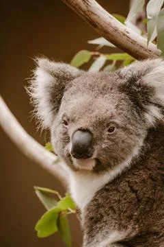 Vertical image of a close up portrait of a koala animal in an eucalyptus tr.. Stock Photos