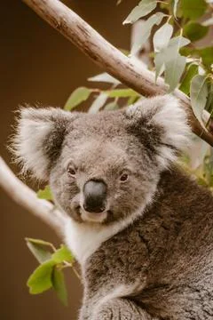 Vertical image of a close up portrait of a koala animal in an eucalyptus tr.. Stock Photos