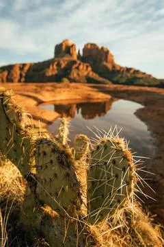 Vertical image of close up view of cactus in foreground and cathedral rock .. Stock Photos