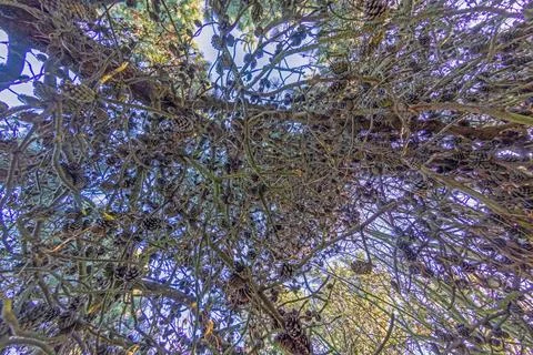 Vertical image of coniferous tree branches with pine cones against the sky Stock Photos