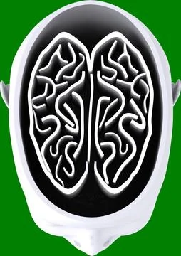 Vertical image of cross section of model human head from above with brain as Stock Illustration